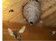 Как избавиться от ос на даче – проверенные способы борьбы с насекомыми |  Дела огородные (Огород.ru)